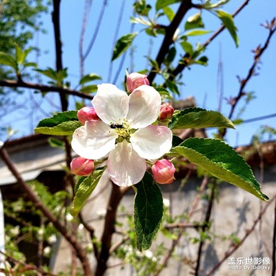 隨手一拍，一多花兒