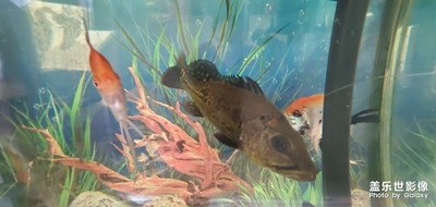 老爸養(yǎng)的魚