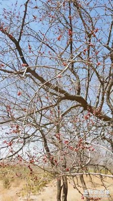 晚春花兒別樣紅