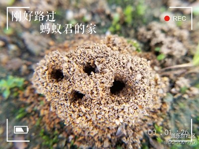 當三星note8加上一個微距鏡頭