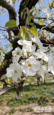 梨花節(jié)到了，啦啦啦。