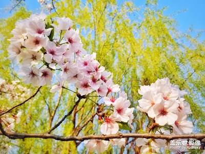 庭院景，櫻花繁，掛滿枝頭曬斜陽