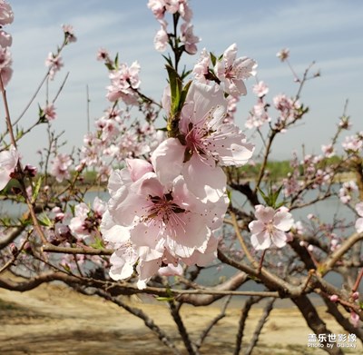 花的季節(jié)，