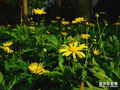 野地花
