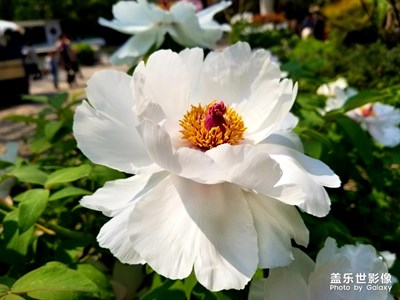 【陽光的味道】+春光暖暖的復興公園