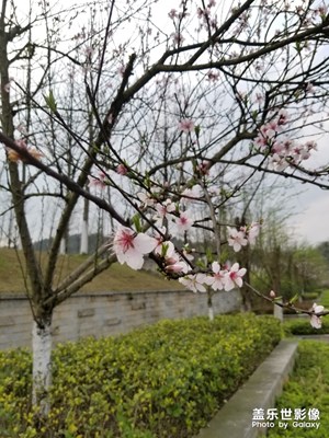 【陽光的味道】+陽光背后成長的花