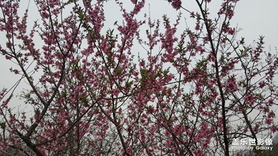 【四月你好】+鮮花盛開