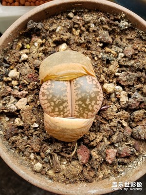 我養(yǎng)的花盆(生石花)
