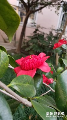 復(fù)旦大學(xué)校區(qū)