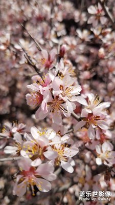 【陽光的味道】+三月桃花開