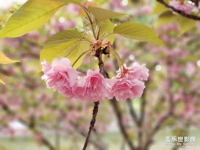 花的故事。。。。。！