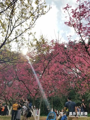 【陽光的味道】+陽光下的萬物