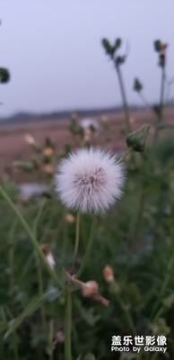 蒲公英