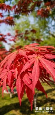 【陽光下的味道】+陽光下的花兒