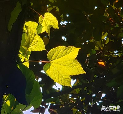 閃閃發(fā)光的葉子