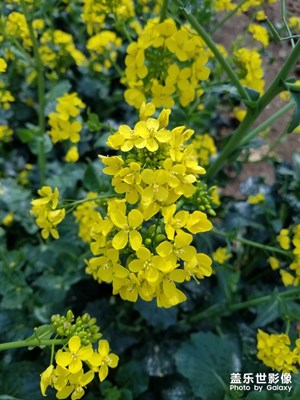 【油菜花開(kāi)】