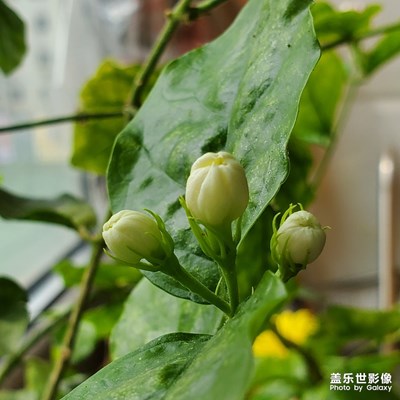 茉莉花