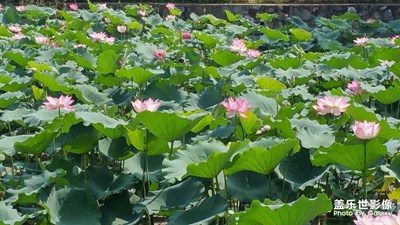 【陽(yáng)光的味道】陽(yáng)光下的荷花
