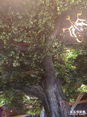 S8+皇帝版…S10+12G1T版成像區(qū)別