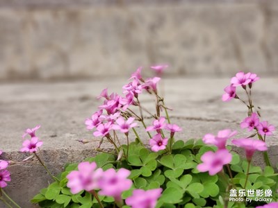 不知道什么花