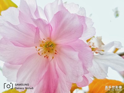 櫻花爛漫幾多時(shí)