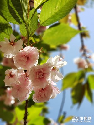 【陽(yáng)光的味道】+晚春落花