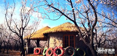 相約大雁灘  最美杏花節(jié)