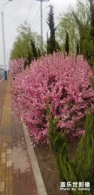 春天在這里