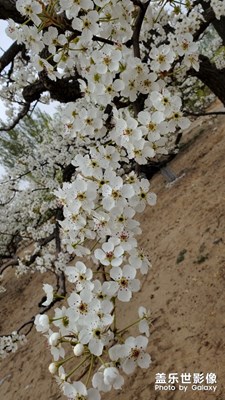 盛開(kāi)的一束