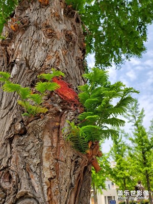 S10+三攝像頭分別拍水杉