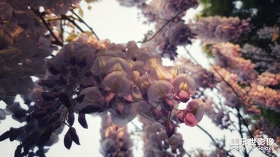 [在路上]～????紫藤花????