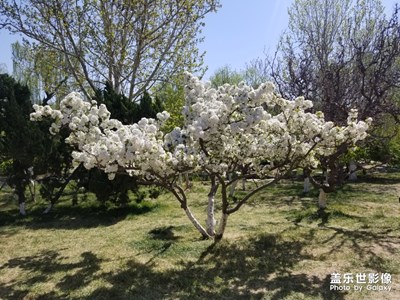 【在路上】+跟著春姑娘游寧園