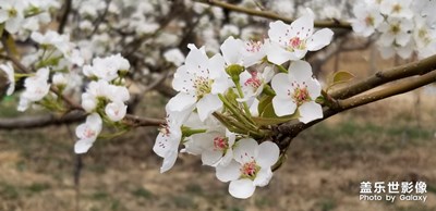 我是一顆蒲公英的種子