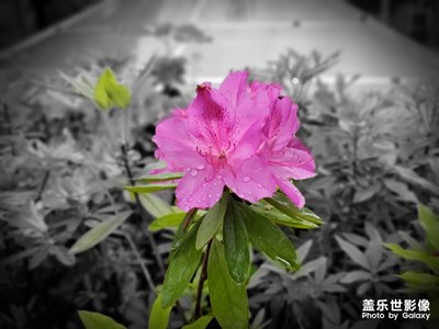 雨后的花朵額外漂亮