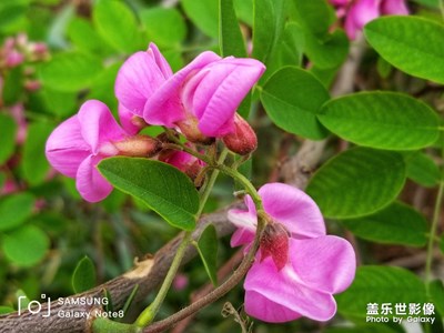 又到紅槐 花開時(shí)