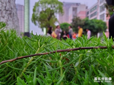 花草下的大世界