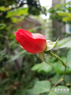 隨手拍-微距，虛化效果，專業(yè)模式開啟