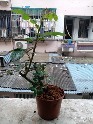 記錄玫瑰??四姐妹的成長 半個(gè)月后
