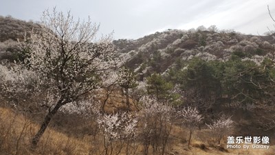 山中滿(mǎn)花