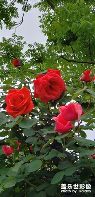 路邊隨拍月季花