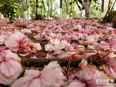 落紅不是無(wú)情物