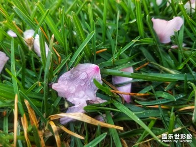 【不負(fù)好春光】+絢彩春季