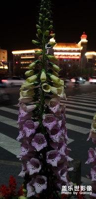 【不負(fù)好春光】+花開依舊