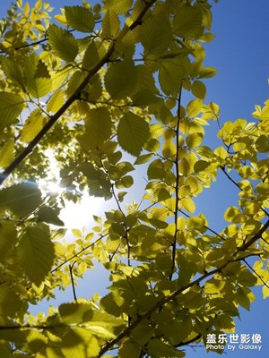 【不負好春光】+葉問天之藍