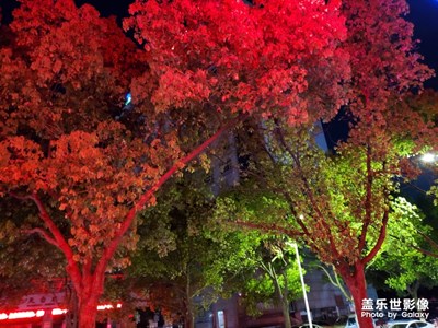 【不負好春光】紅綠相間