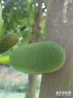 【不負(fù)好春光】+春天的花季