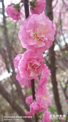 春意盎然，櫻花爛漫