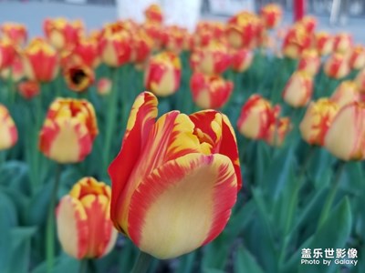 【不負(fù)好春光】+多彩的春天…