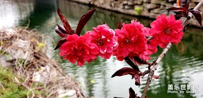 桃花