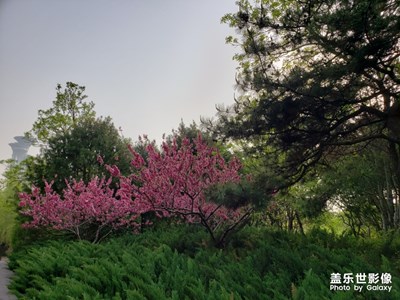 【不負(fù)好春光】+雨后游奧森